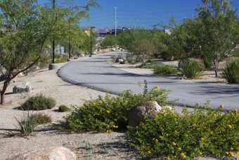 Photo of Cactus Wren Trail