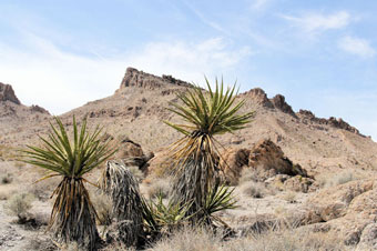 Photo of Connector Trail