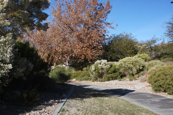 Photo of Cottonwood Canyon Trail