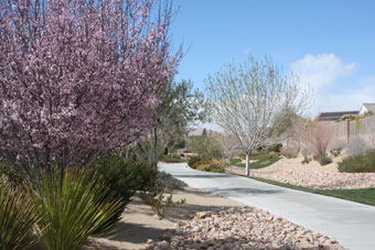 Photo of Deer Springs Wash Trail