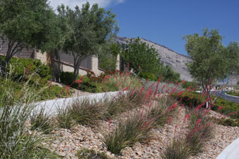 Photo of Desert Foothills Drive Trail