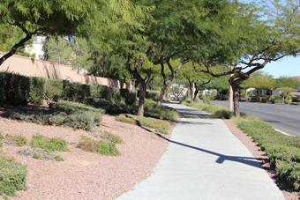 Photo of Desert Sunrise Road Trail