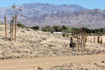 Photo of Floyd Lamb Park Nature Trails