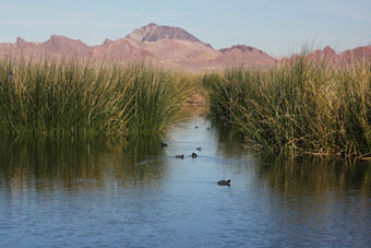 Photo of Henderson Bird Viewing Preserve Trails