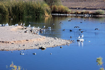 Photo of Henderson Bird Viewing Preserve Trails