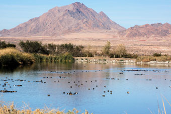 Photo of Henderson Bird Viewing Preserve Trails