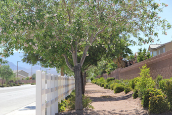 Photo of Iron Mountain Road Trail